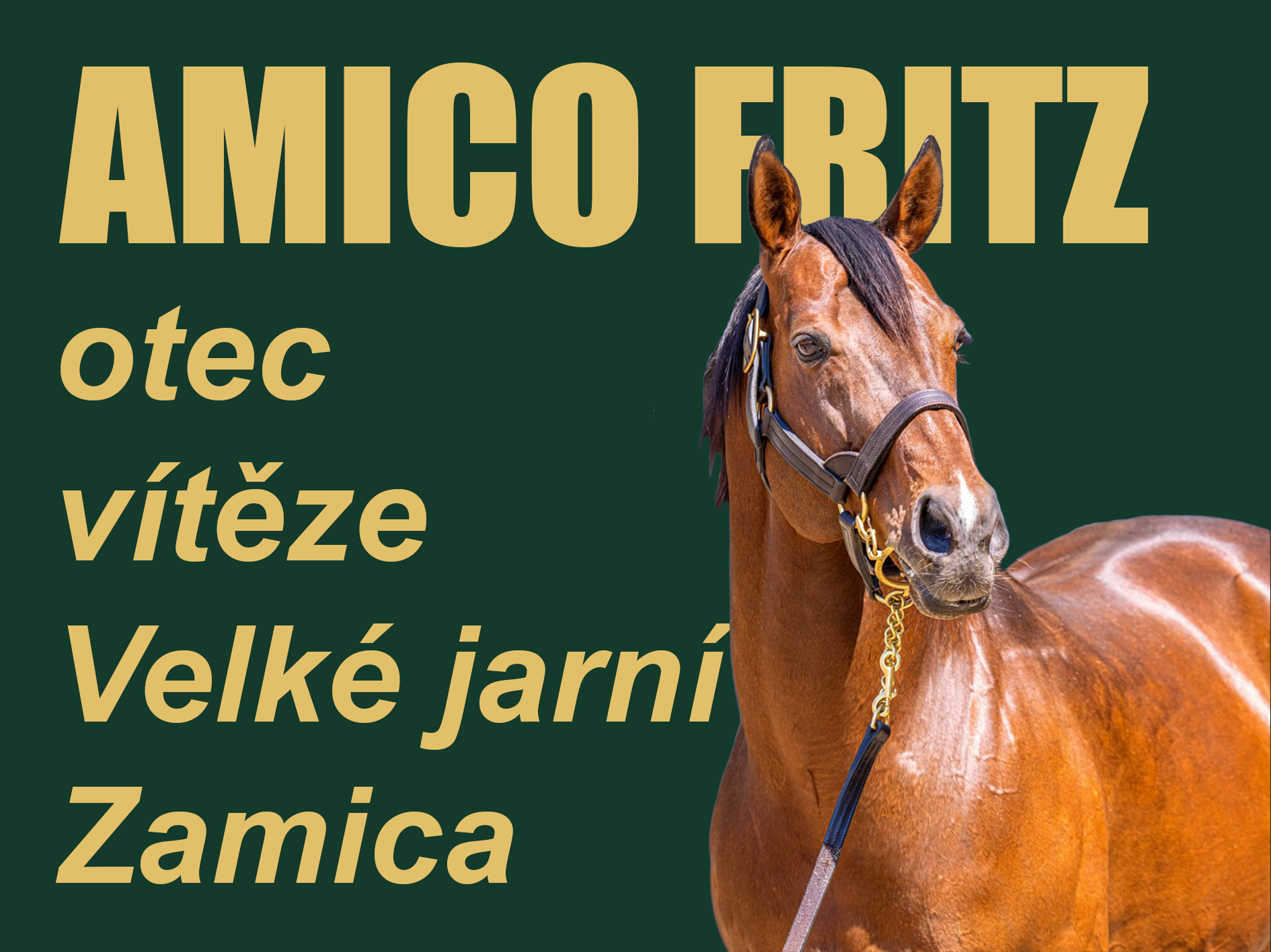 amico fritz 2025