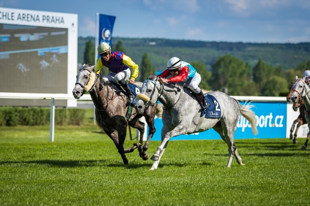 Jak to vidí trenéři ve Velké ceně Prahy a St Legeru