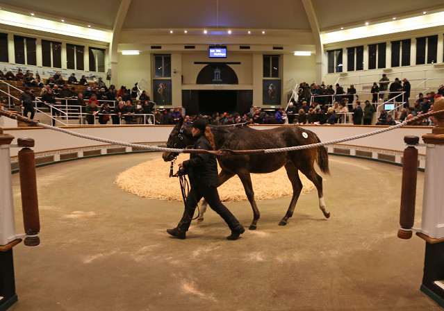 Začíná dražba Tattersalls, kde byl koupen Nagano Gold, Opasan i Ignacius Reilly