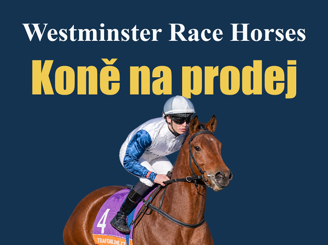 Stáj Westminster nabízí koně na prodej