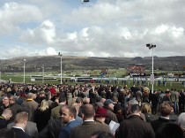 Experti na Cheltenham