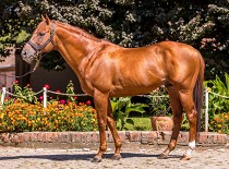 Eagle Top pravidelně nejpopulárnějším plemeníkem