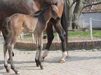 Karanténa v oblasti Hřebčína Střelice již byla zrušena