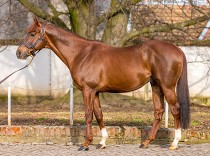 Night Tornado třetím rokem ve Střelicích, letos bude mít první ročky